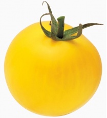 Tomat Lemon Boy